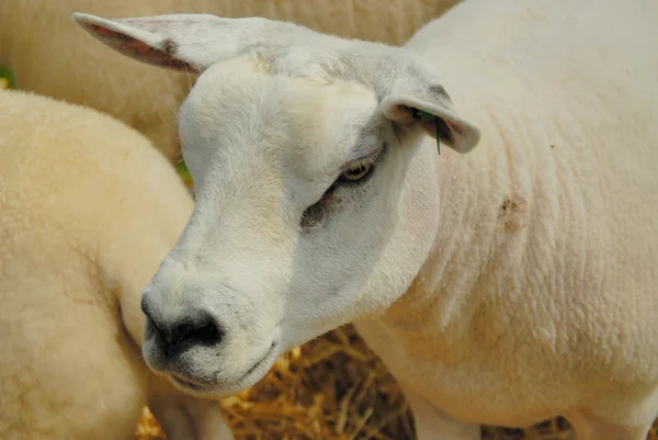 Texel πρόβατα — Φωτογραφία Αρχείου