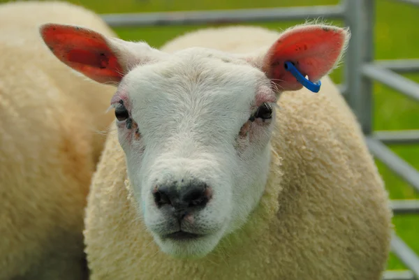 Texel koyunu — Stok fotoğraf