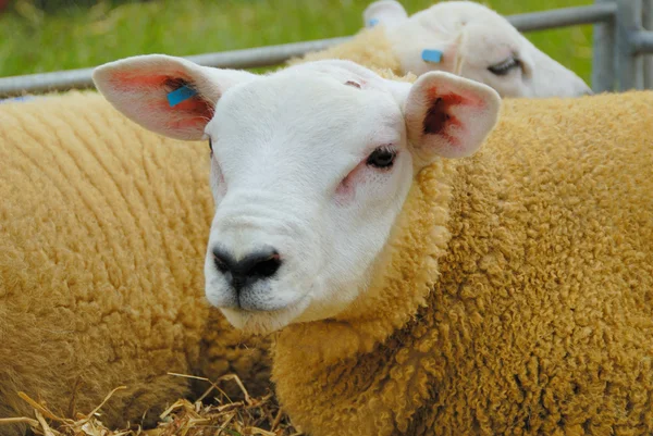 Texel Sheep — Stock Photo, Image