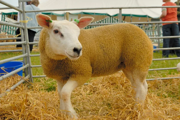 Texel Sheep — Stock Photo, Image