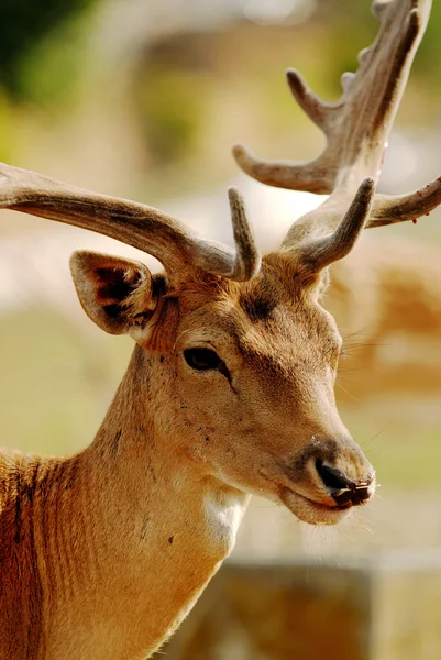 Male Deer — Stock Photo, Image