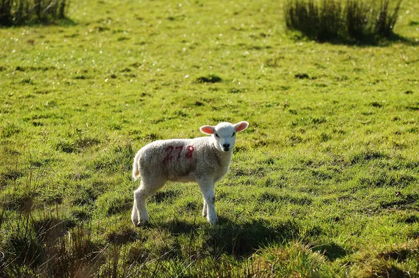 Vårens lamm — Stockfoto