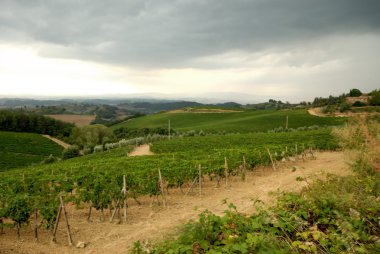 Yaz üzüm bağları