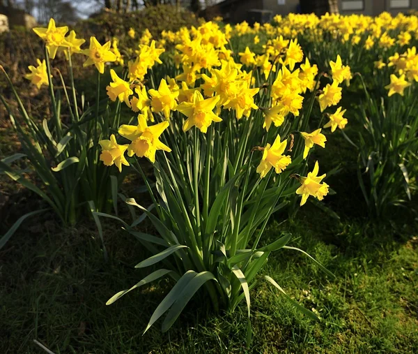 Blomväxter — Stockfoto