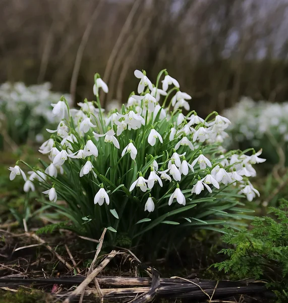 Spring Snow Drops — Stock Photo, Image