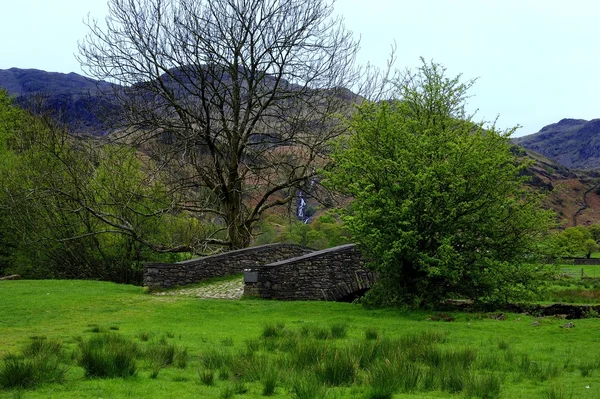 Filmjölk gill — Stockfoto