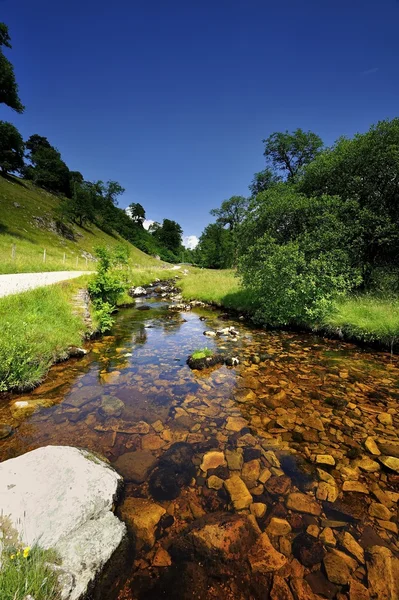 Summer Stream — Stock Photo, Image