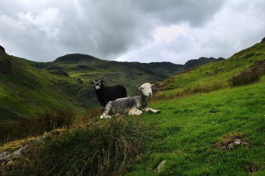 herdwick koyun