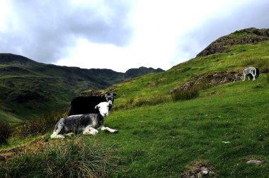 herdwick koyun