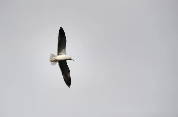 Seagull — Stock Photo, Image