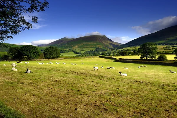 Sheep and the Farmland — Stock Photo, Image