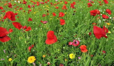 Bana bulabilir misin!