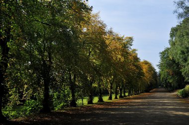 güneş ışığı olsa ağaçlar