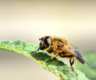 Gün ışığında banyo drone Fly