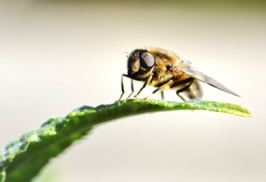 Gün ışığında banyo drone Fly