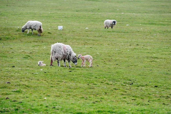 Neugeborene Zwillingslämmer Gerade Geboren — Stockfoto