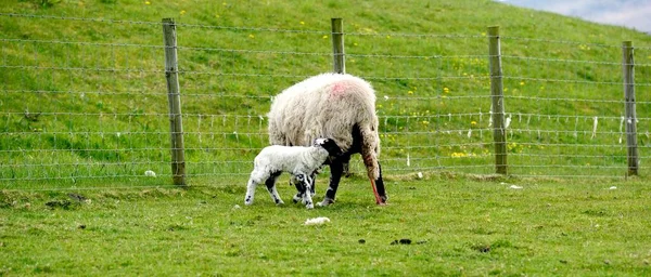 新出生的羊羔第一次喂食 — 图库照片