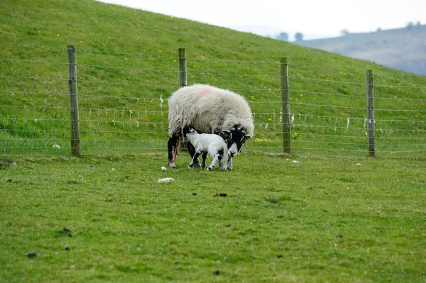 Nyfödda Lamm Första Foder — Stockfoto