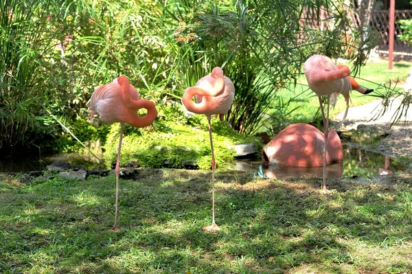 Group Sleeping Flamingos — Stock Photo, Image