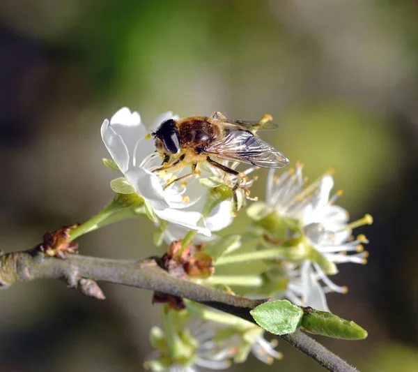 Drone Voar Banhar Sol Uma Flor Branca — Fotografia de Stock