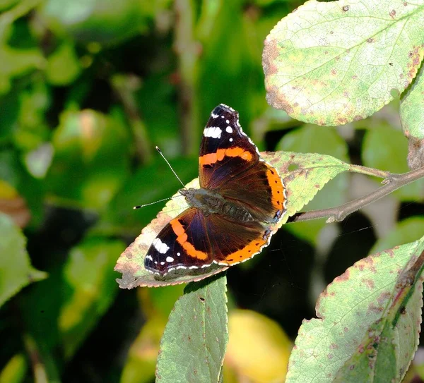 Vanessa Atalanta Nourrissant Une Prune Tombée — Photo