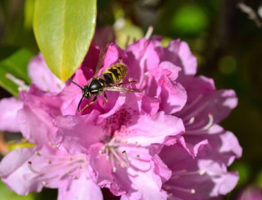 Eşekarısı pembe bir açelyada güneşleniyor.