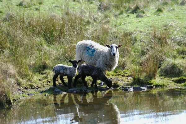 Zwillingslämmer Mit Mama Gewässerrand — Stockfoto