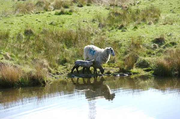 Twins Lambs Mom Waters Edge — Stock Photo, Image