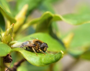 Gün ışığında banyo drone Fly