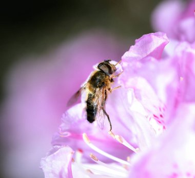 Pembe bir açelya üzerinde güneşlenen İHA sineği.