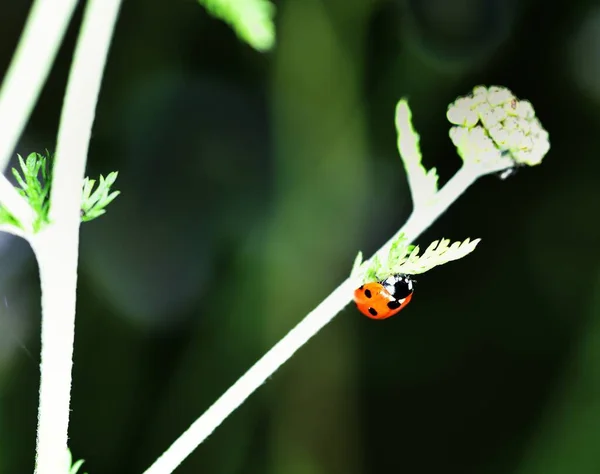 Ladybird Rouge Noir Commun Recherche Nourriture — Photo