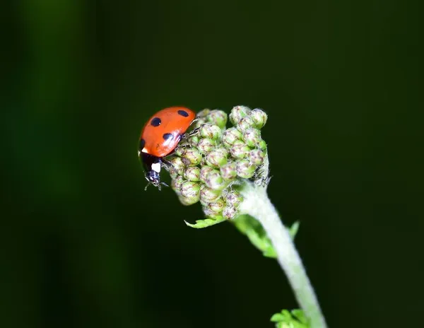 Ladybird Rouge Noir Commun Recherche Nourriture — Photo