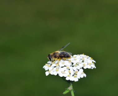Gün ışığında banyo drone Fly