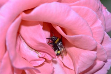 Pembe bir gülü dölleyen arı