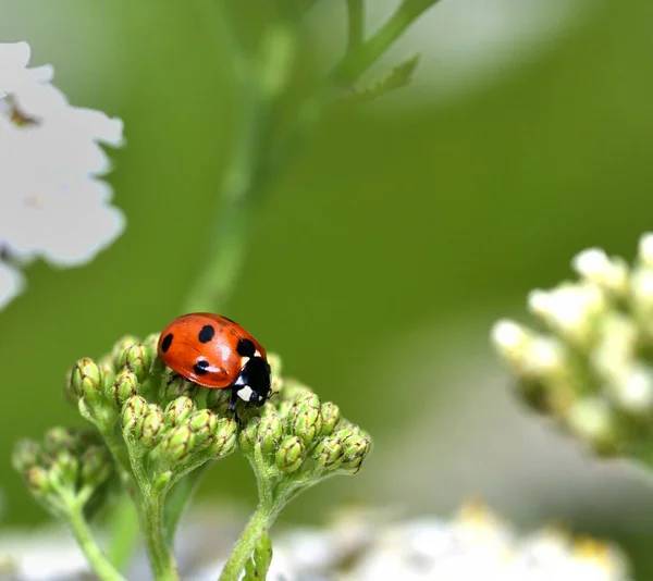 Ladybird Rouge Noir Commun Recherche Nourriture — Photo