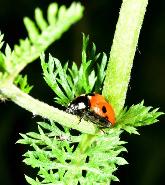 Ladybird Rouge Noir Commun Recherche Nourriture — Photo