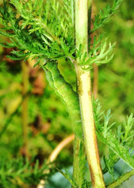 Bruco Verde Camuffamento Mangiare Suoi Verdi — Foto Stock