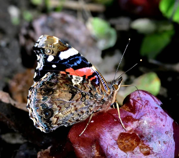 Vanessa Atalanta Alimentando Uma Ameixa Caída — Fotografia de Stock