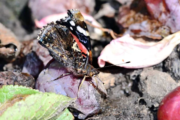 Vanessa Atalanta Alimentándose Una Ciruela Caída — Foto de Stock