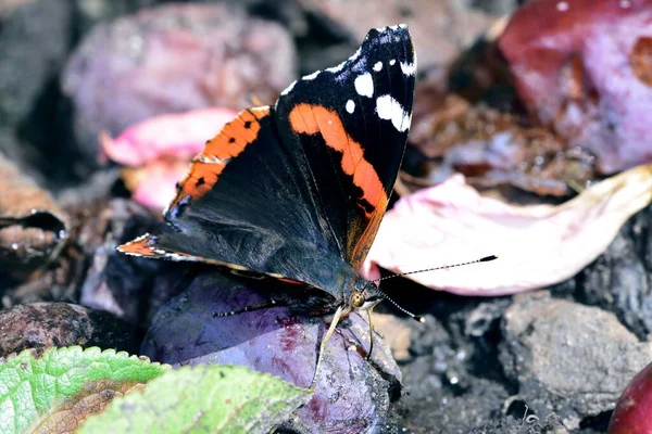 Vanessa Atalanta Nourrissant Une Prune Tombée — Photo