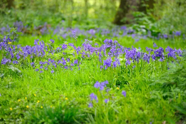 Изолированный Bluebell Летнее Время — стоковое фото