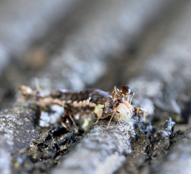 Karıncalar tırtılla besleniyor.