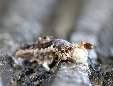 Karıncalar tırtılla besleniyor.