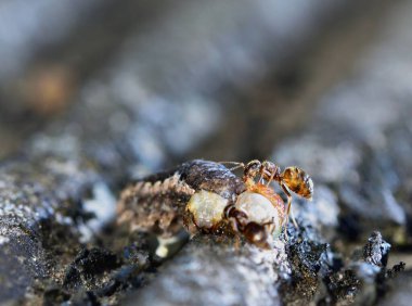 Karıncalar tırtılla besleniyor.