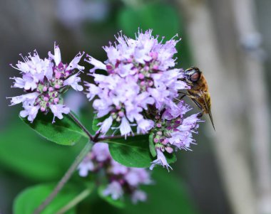 İnsansız hava aracı nektar arıyor.