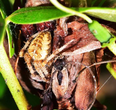 Bahçe örümcek bu web üzerinde asılı