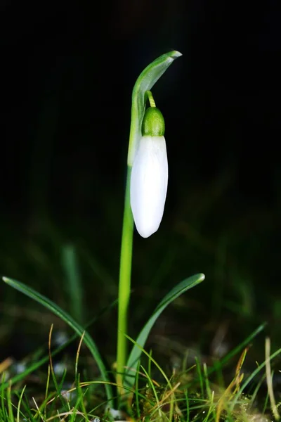 Tavaszi Woodland Galanthus Csoportja — Stock Fotó