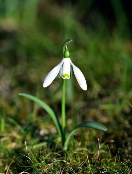 Ομάδα Άνοιξη Δασικών Εκτάσεων Galanthus — Φωτογραφία Αρχείου