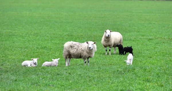 Recién Nacidos Corderos Gemelos Sus Madres — Foto de Stock