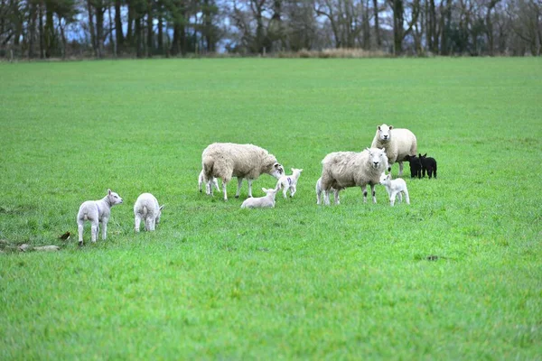 New Born Twin Lambs Moms — Stock Photo, Image